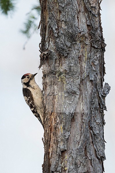 Lesser Spotted Woodpecker - Kleinspecht - Dryobates minor kamtschatkensis, Russia (Baikal), adult, male stock-image by Agami/Ralph Martin,