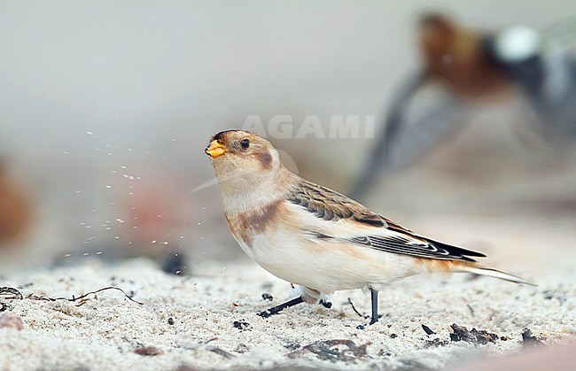 Wintering Snow Bunting (Plectrophenax nivalis nivalis) on a beach on a Wadden Island in northern Germany. Waking on the beach. stock-image by Agami/Ralph Martin,