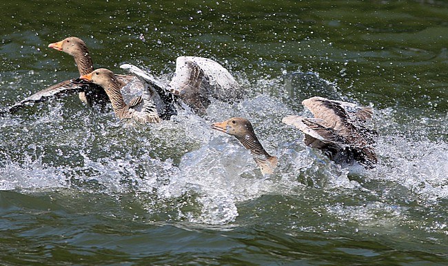 Tijdens de rui kunnen grauwe ganzen niet vliegen. Bij onraad gebruiken ze hun vleugels als een soort roeispanen. During the moult Grey-lag Geese cannot fly. They use their wings in case of an emergency als a kind of rowing oars. stock-image by Agami/Jacques van der Neut,