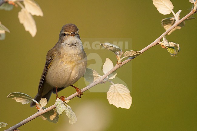 Willow Warbler - Fitis - Phylloscopus trochilus ssp. trochilus, Germany stock-image by Agami/Ralph Martin,