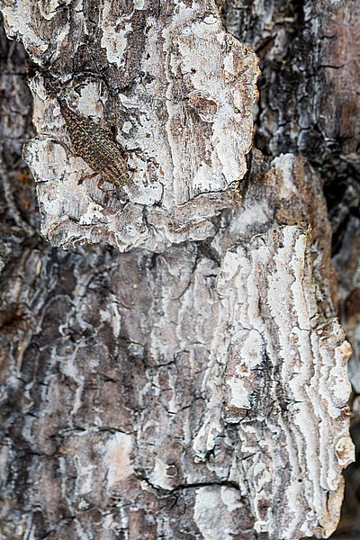 Dicerca furcata - Großer Birken-Prachtkäfer, Russia (Baikal), imago stock-image by Agami/Ralph Martin,