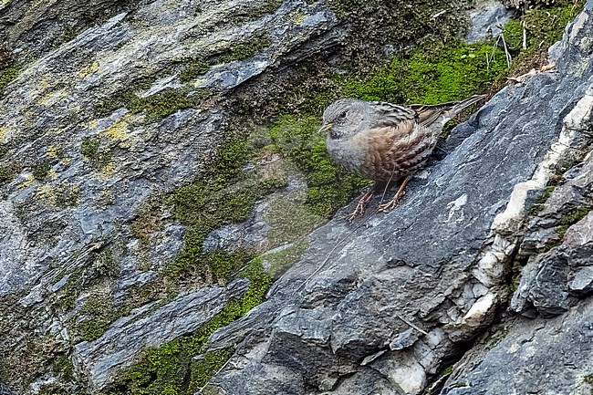 Western Alpine Accentor (Prunella collaris collaris) sitting on a cliff in castle of Bouillon, Luxembourg, Belgium. stock-image by Agami/Vincent Legrand,