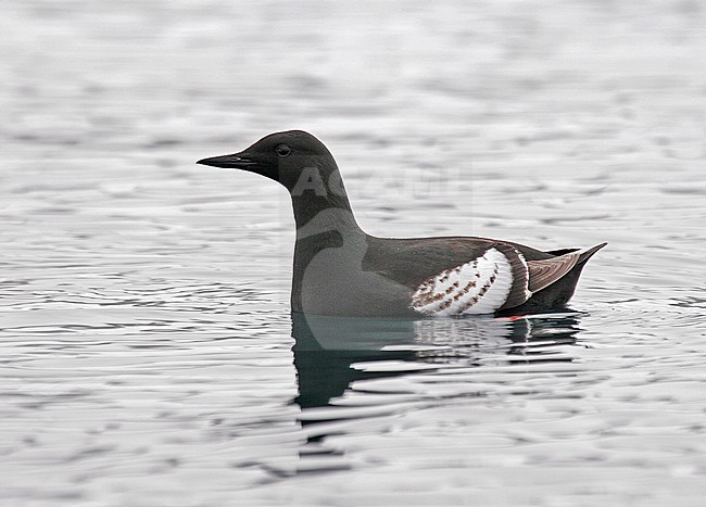 Black Guillemot (Cepphus grylle) during artctic summer in Svalbard, arctic Norway. stock-image by Agami/Pete Morris,
