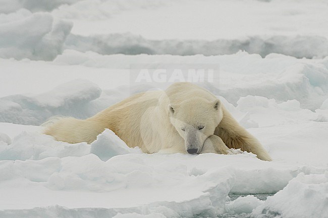 A resting polar bear, Ursus maritimus. North polar ice cap, Arctic ocean stock-image by Agami/Sergio Pitamitz,