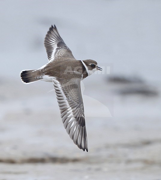 Semipalmated Plover, Charadrius semipalmatus, in flight at Cape May, New Jersey, USA stock-image by Agami/Helge Sorensen,