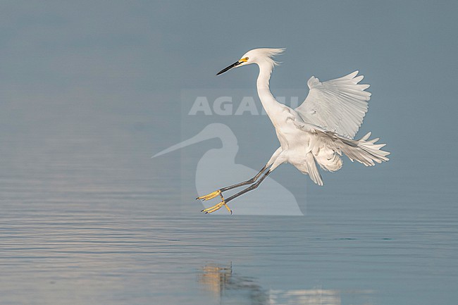 Snowy Egret (Egretta thula) hunting in natural swamp in Florida USA. stock-image by Agami/Marcel Burkhardt,