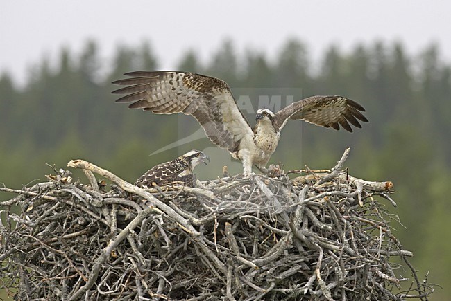 Osprey adult landing on its nest; Visarend volwassen landend op zijn nest stock-image by Agami/Jari Peltomäki,