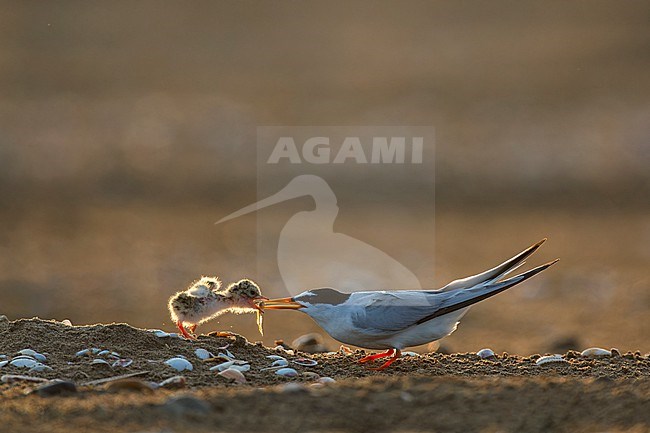 Backlight of an adult little tern feeding with a fish a very young chick at their nest on the beach in Ebro delta, mediterranean coast of Spain. stock-image by Agami/Rafael Armada,