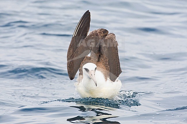 Laysanalbatros; Laysan Albatross stock-image by Agami/Marc Guyt,