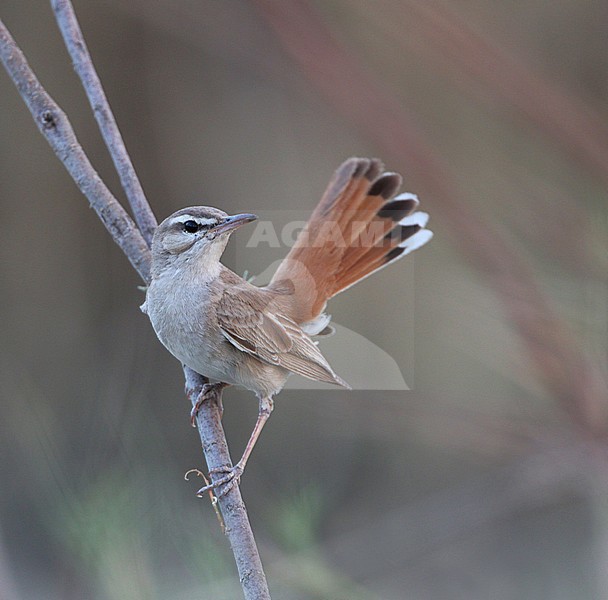 Oostelijke Rosse Waaierstaart, Eastern Rufous-tailed Scrub-Robin, Cercotrichas galactotes familiaris stock-image by Agami/James Eaton,