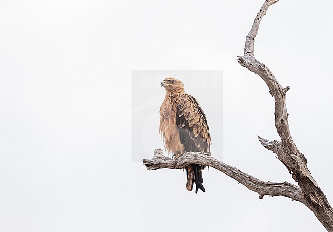Immature Tawny Eagle (Aquila rapax)  in South Africa. Perchedin a tree. stock-image by Agami/Pete Morris,