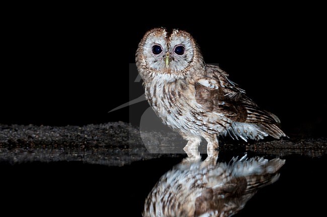 Bosuil bij drinkplaats; Tawny Owl at drinking site stock-image by Agami/Han Bouwmeester,