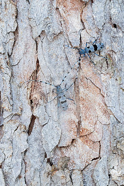 male and female Alpenboktor, Rosalia longicorn (Rosalia alpina) meeting on a Sycamore trunk stock-image by Agami/Mathias Putze,