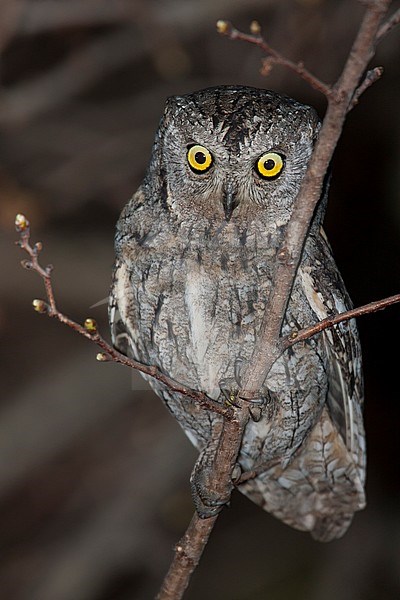 Eurasian Scops-Owl - Zwergohreule - Otus scops scops, Spain (Mallorca), adult stock-image by Agami/Ralph Martin,