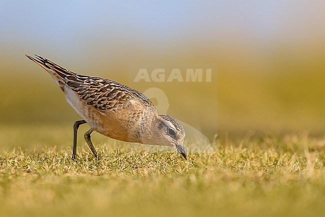 Eurasian Dotterel, Charadrius morinellus, in Italy. stock-image by Agami/Daniele Occhiato,