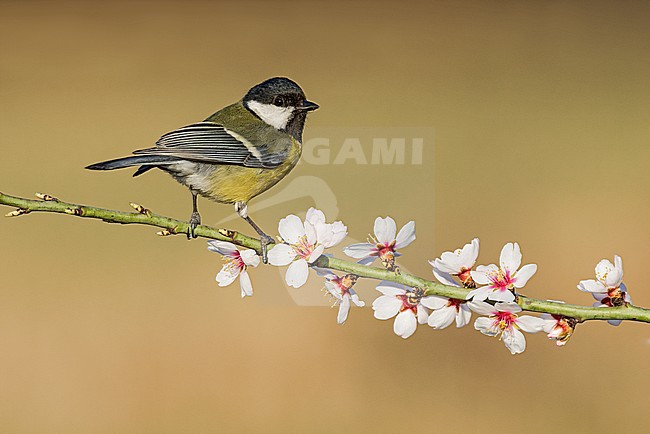 Great Tit (Parus major) in a flowering tree during spring stock-image by Agami/Alain Ghignone,
