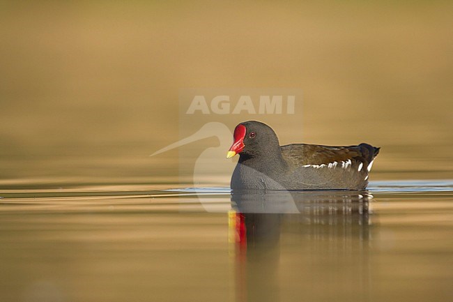 waterhoen laagstandpunt zijzicht;  Moorhen low point of view sideview; stock-image by Agami/Walter Soestbergen,