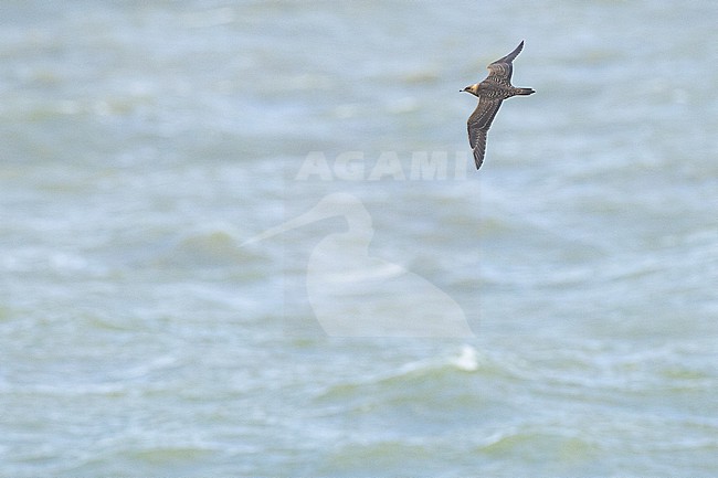  stock-image by Agami/Menno van Duijn,