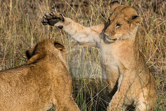 Two young lion cubs, Panthera leo, sparring. Masai Mara National Reserve, Kenya, Africa. stock-image by Agami/Sergio Pitamitz,