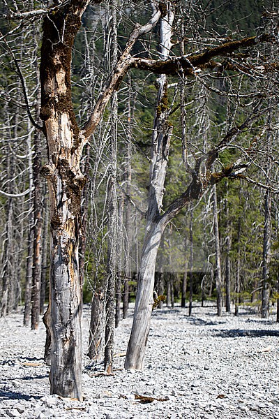 typical alpine landscape: remains of a dead sycamore trees and spruce forest in an alluvial cone as the breeding trees of Rosalia longicorn (Rosalia alpina) stock-image by Agami/Mathias Putze,