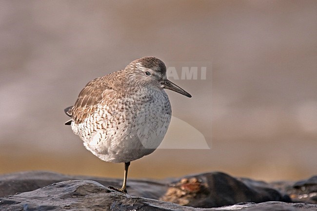 Rustende Kanoet; Resting Red Knot stock-image by Agami/Rob Olivier,