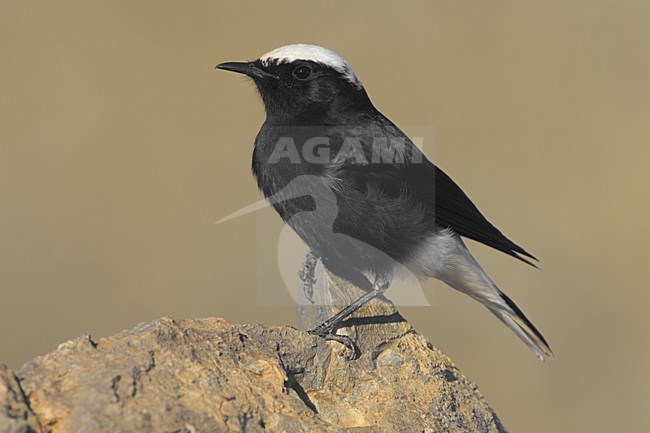 White-crowned Wheatear adult perched; Witkruintapuit volwassen zittend stock-image by Agami/Daniele Occhiato,