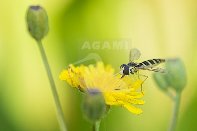 Sphaerophoria scripta - Long Hoverfly - Gewöhnliche Langbauchschwebfliege, Austria, imago stock-image by Agami/Ralph Martin,