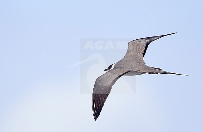 Long-tailed Skua (Stercorarius longicaudus) Vardö Norway May 2017 stock-image by Agami/Markus Varesvuo,