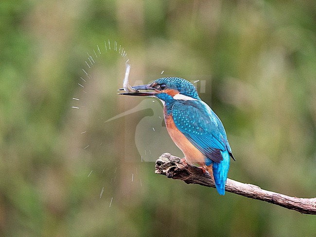 Common Kingfisher (Alcedo atthis) with freshly catched fish stock-image by Agami/Roy de Haas,