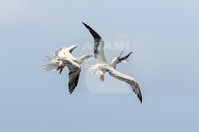 Two Red-footed Booby (Sula sula rubripes) disputing after one of them catch a flying fish over the sea in the Pacific Ocean between New Caledonia and Vanuatu Islands. stock-image by Agami/Rafael Armada,
