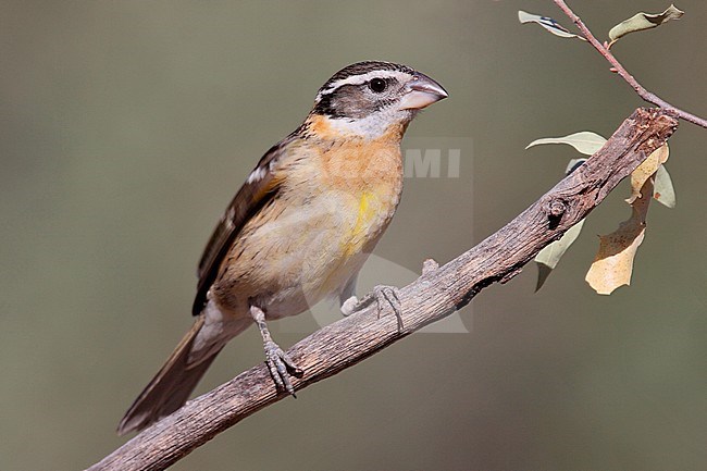 Adult female
Pima Co., AZ
April 2009 stock-image by Agami/Brian E Small,