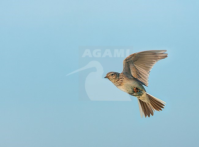 Eurasian Skylark, Alauda arvensis, during spring in France. stock-image by Agami/Marc Guyt,