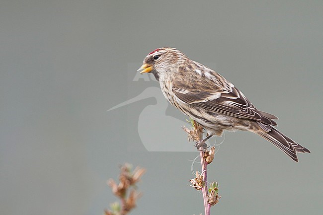 Common Redpoll - Taiga-BIrkenzeisig - Carduelis flammea flammea, Germany stock-image by Agami/Ralph Martin,