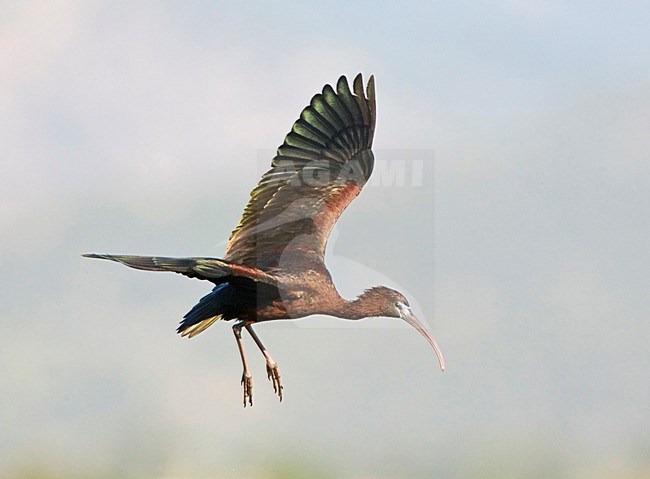 Volwassen Zwarte Ibis in de vlucht; Adult Glossy Ibis in flight stock-image by Agami/Marc Guyt,