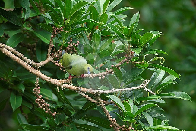 Yellow-vented Green Pigeon (Treron seimundi) perched in a tree at Kaeng Krachan National Park, Thailand stock-image by Agami/Helge Sorensen,
