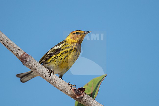 Adult male Cape May Warbler (Setophaga tigrina) at Dry Tortugas, USA stock-image by Agami/Helge Sorensen,