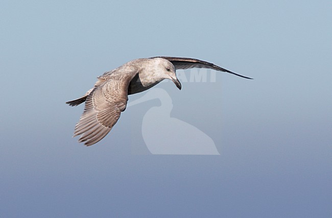 Beringmeeuw, Glaucous-winged Gull, Larus glaucescens stock-image by Agami/Mike Danzenbaker,