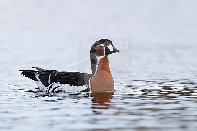 Red-breasted Goose - Rothalsgans - Branta ruficollis, Germany, adult stock-image by Agami/Ralph Martin,