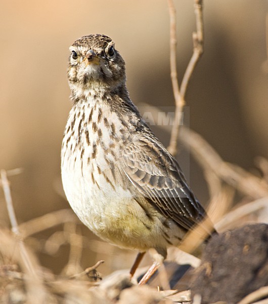 Grootsnavelleeuwerik, Large-billed Lark, Galerida magnirostris stock-image by Agami/Marc Guyt,