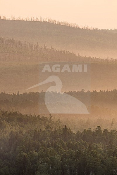 Forest, Russia (Irkutsk). Fog covered pine forest in the early morning. stock-image by Agami/Ralph Martin,