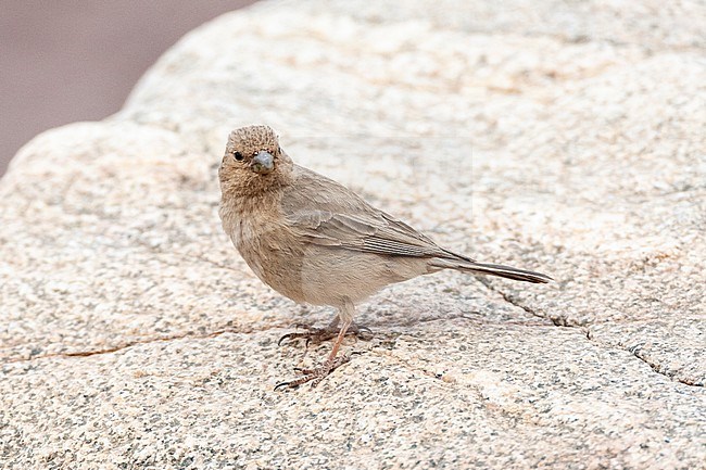 Female Sinai Rosefinch (Carpodacus synoicus) perched on a white rock in a desert canyon near Eilat, Israel stock-image by Agami/Marc Guyt,