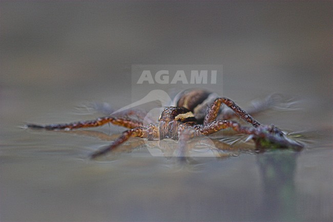 oeverspin op het water; fishing spider on the surface stock-image by Agami/Menno van Duijn,