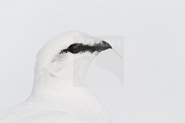 Adult male, in winter plumage, Alps Rock Ptarmigan (Lagopus muta helvetica) in Alp mountains in Germany. stock-image by Agami/Ralph Martin,