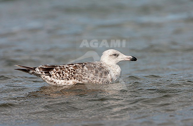 Great Black-backed Gull (Larus marinus) in the Netherlands. Swimming immature in the sea. stock-image by Agami/Marc Guyt,