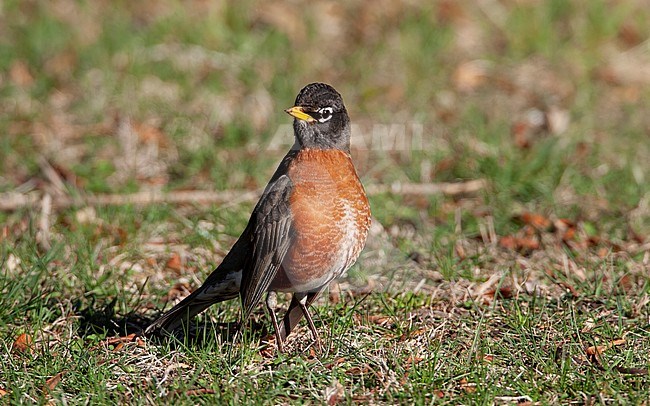 American Robin (Turdus migratorius), adult male at New Jersey, USA stock-image by Agami/Helge Sorensen,