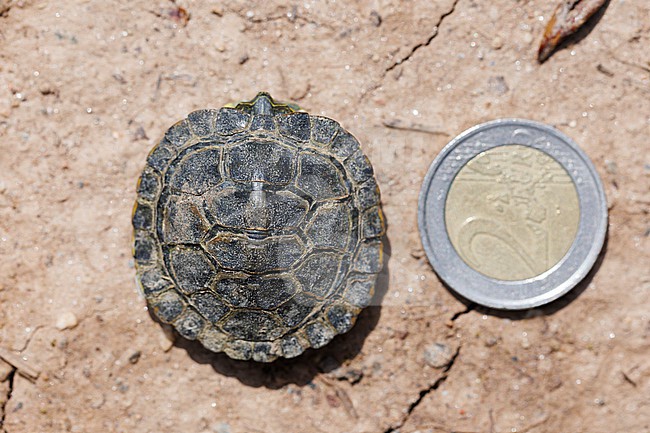 Red-eared slider (Trachemys scripta) taken the 22/04/2025 at Hyères - France. stock-image by Agami/Nicolas Bastide,