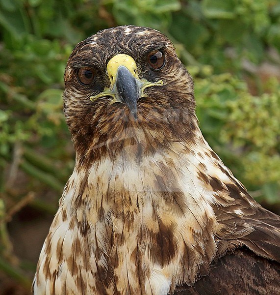 Galapagos Hawk (Buteo galapagoensis) on the Galapagos islands, Ecuador. Staring in the camera. stock-image by Agami/Dani Lopez-Velasco,