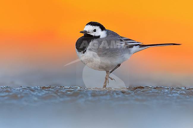 White Wagtail (Motacilla alba) in Italy. stock-image by Agami/Daniele Occhiato,
