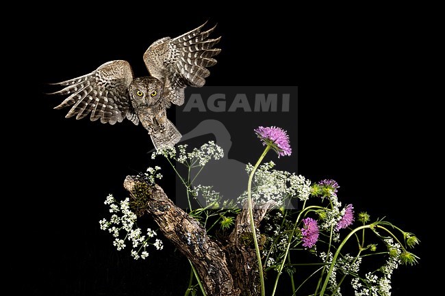 Eurasian Scops Owl (Otus scops scops) during the night in Italy. Landing on a branch. stock-image by Agami/Alain Ghignone,