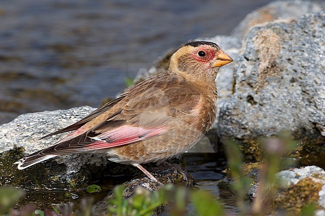 Asian Crimson-winged Finch (Rhodopechys sanguineus) at drinking pool in Turkey stock-image by Agami/Daniele Occhiato,